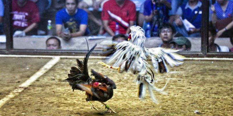 Đôi nét về đá gà Campuchia