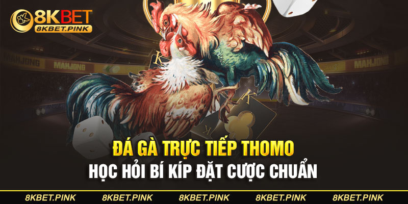 Đá Gà Trực Tiếp Thomo - Học Hỏi Bí Kíp Đặt Cược Chuẩn